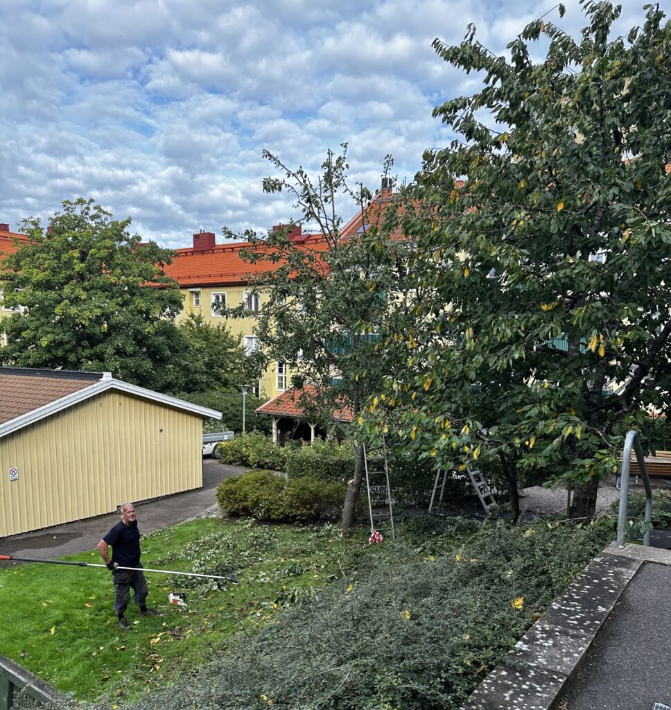 Trädvård 2