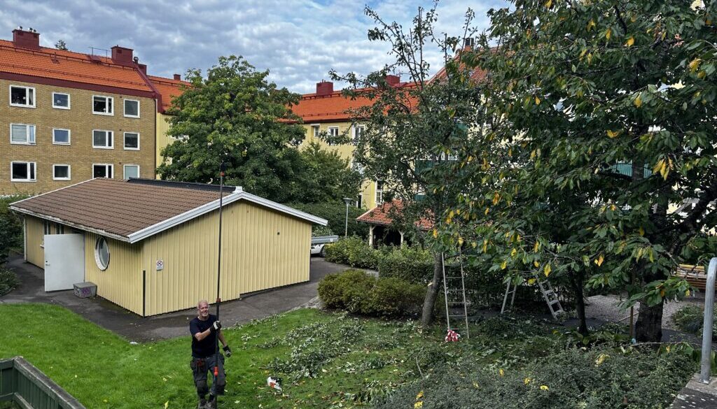 Trädvård