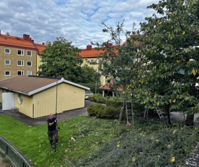 Trädvård