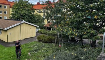Trädvård