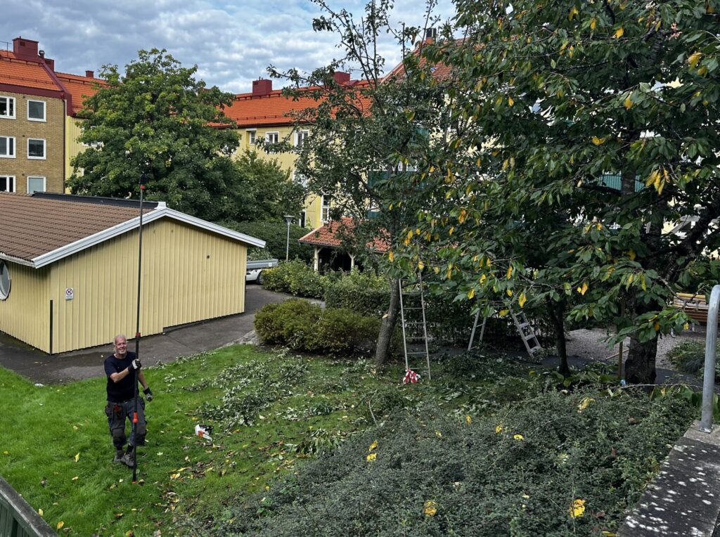 Trädvård