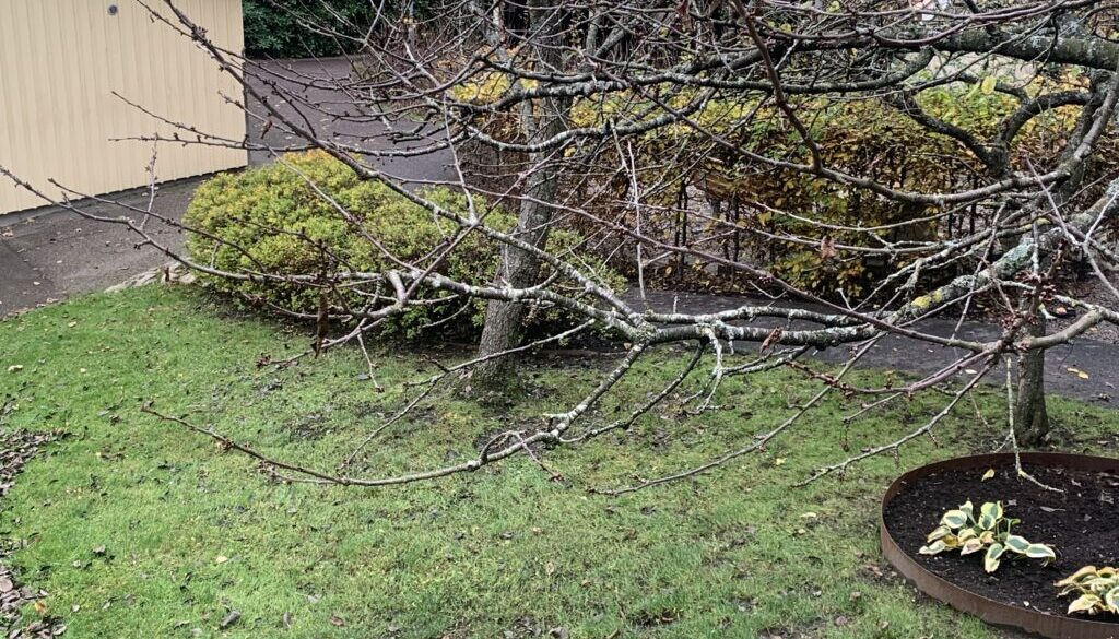 Tjörns Trädgårdar