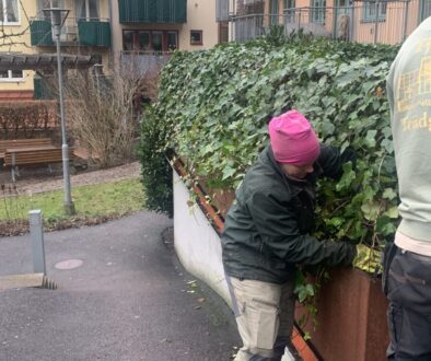 Tjörns Trädgårdar